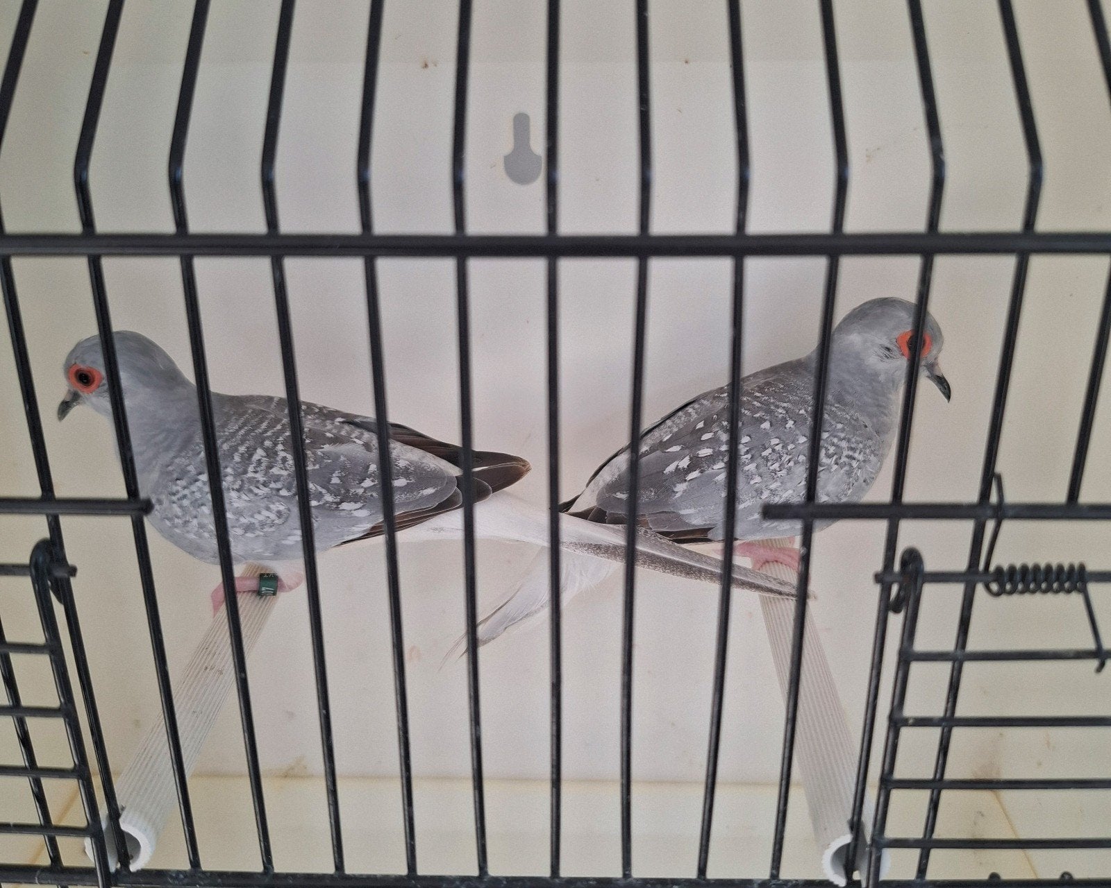 koppel diamantduifjes 
Mooi en gezond koppel dia, Dieren en Toebehoren, Vogels | Overige Vogels