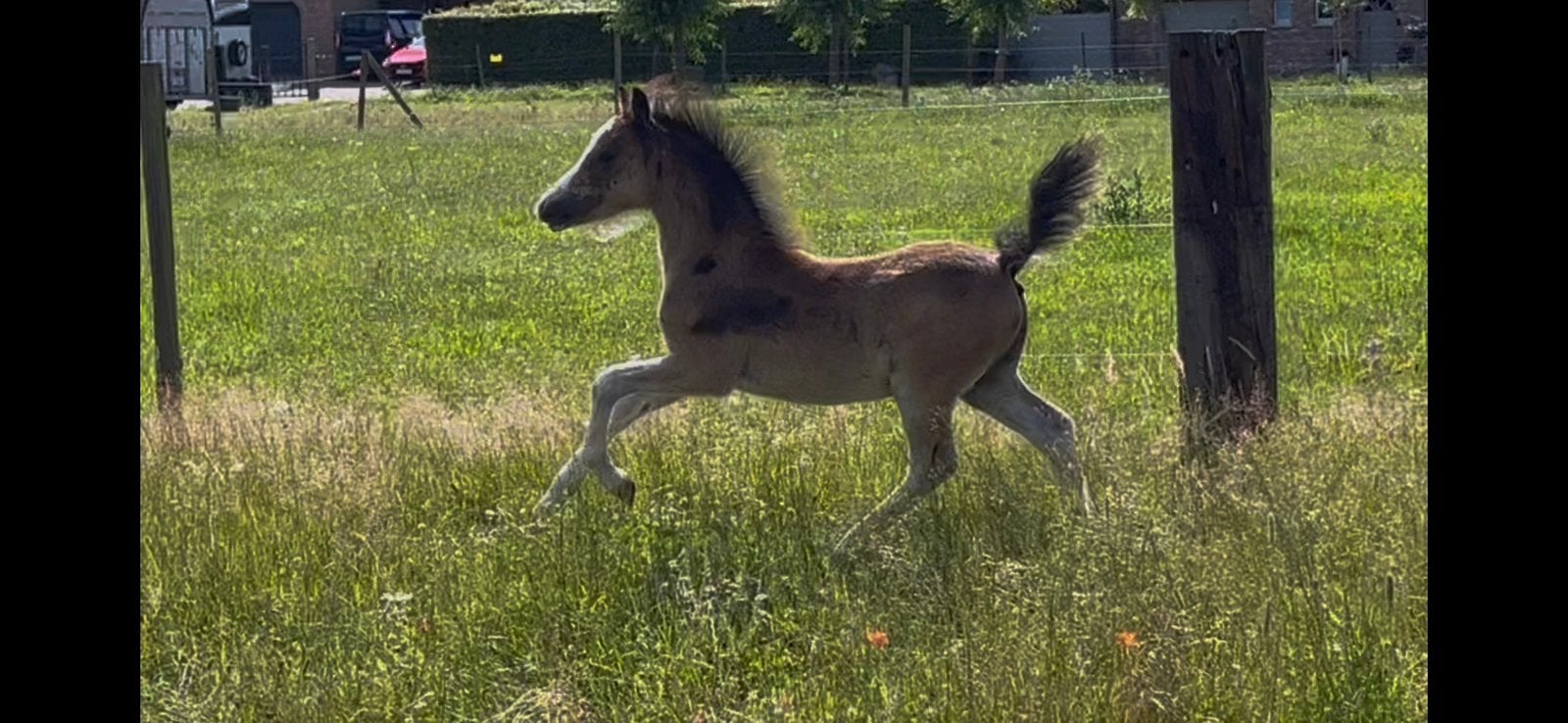 Welsh pony hengstenveulen, Avec pedigree, Poney B (1.17 m à 1.27 m), Étalon, 0 à 2 ans