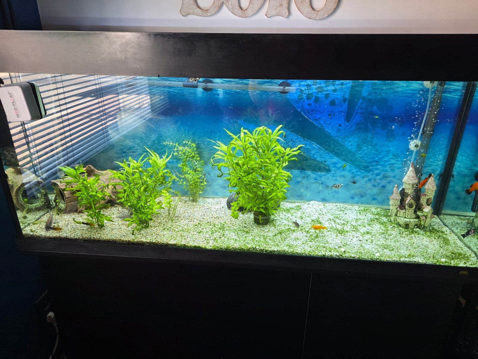 juwel rio 240L met bijhorende juwelkast. met toebehoren bij, Poissons inclus, Meuble d'aquarium, Enlèvement, Utilisé