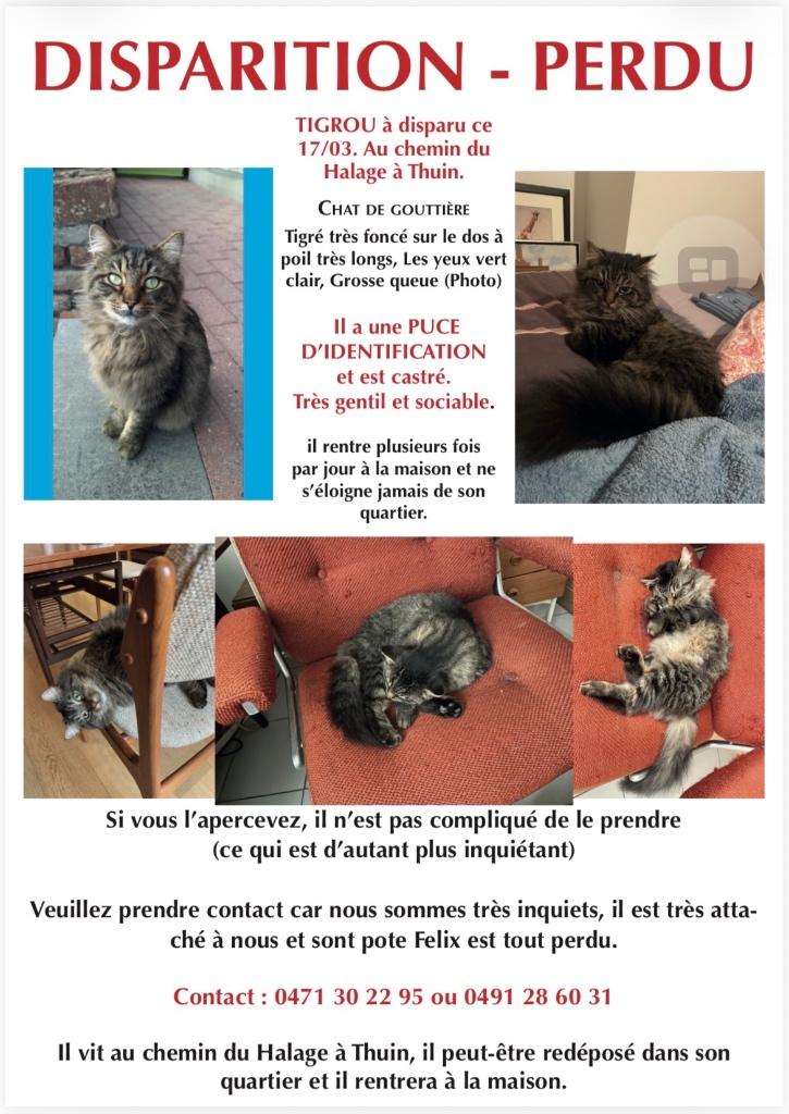 Chat perdu, Enlèvement, Chats