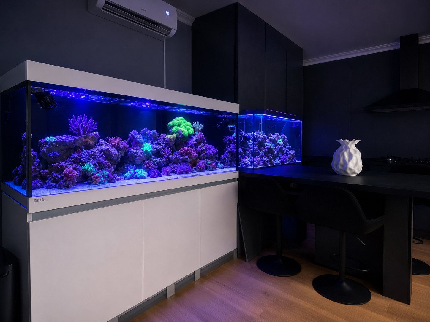 Mooie koralen uit  zeeaquarium  te koop, Dieren en Toebehoren, Zoutwatervis