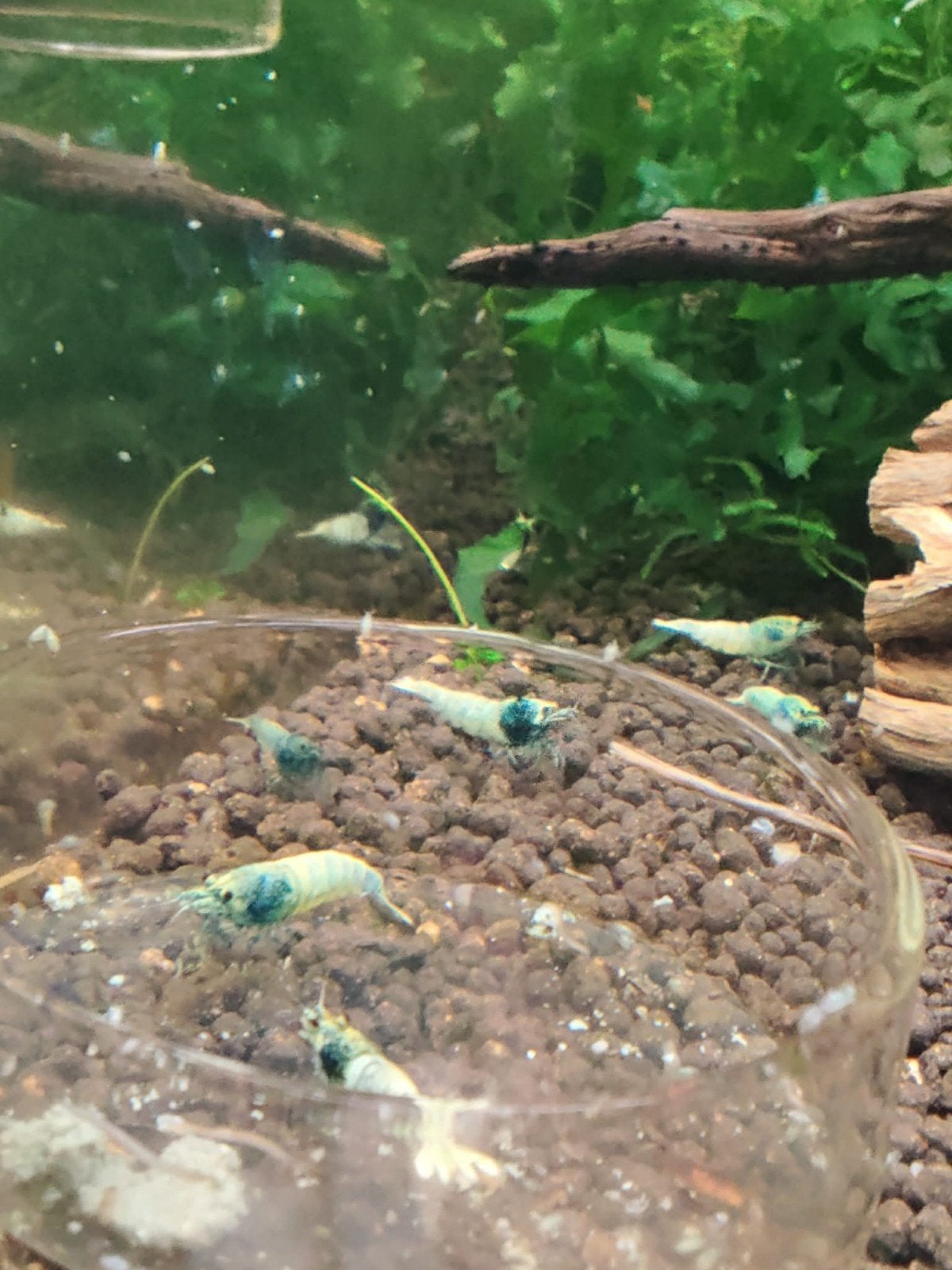 kweekgroep van blue bolt garnalen (caridina), Animaux & Accessoires, Poissons | Poissons d'aquarium, Poisson d'eau douce, Homard, Crabe ou Crevette