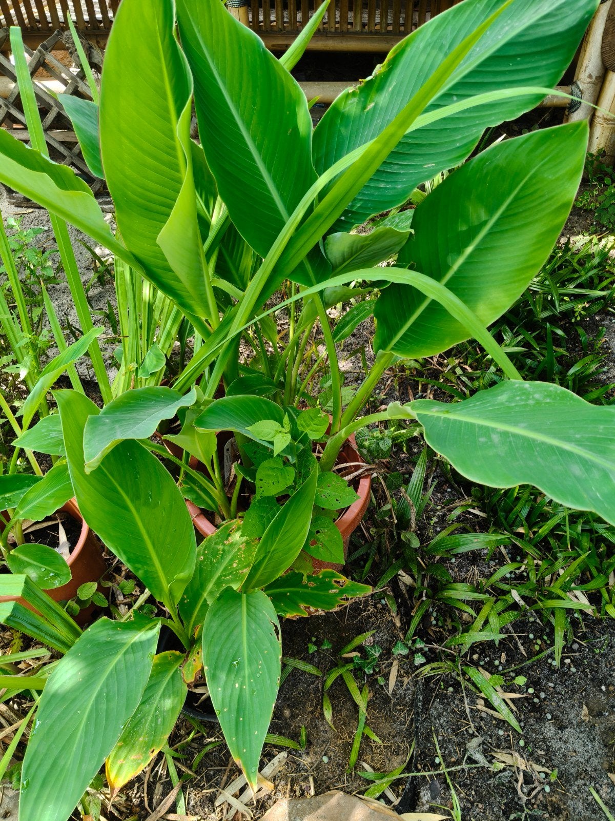 Jonge Musa lasiocarpa / 'Gouden Lotus' Banaan, Ophalen