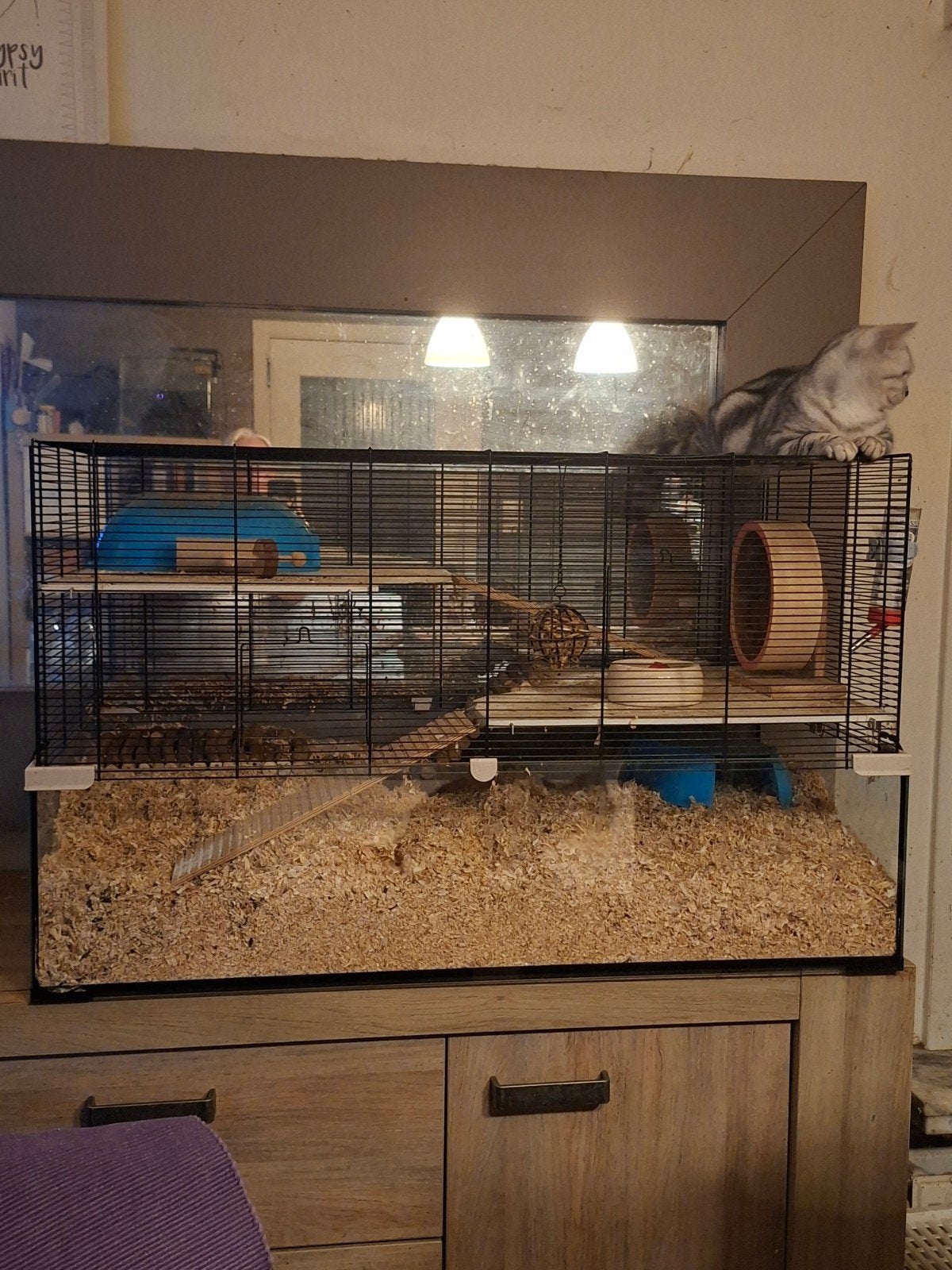 Cage de luxe, Animaux & Accessoires, 75 à 110 cm, Cage, Enlèvement, Hamster