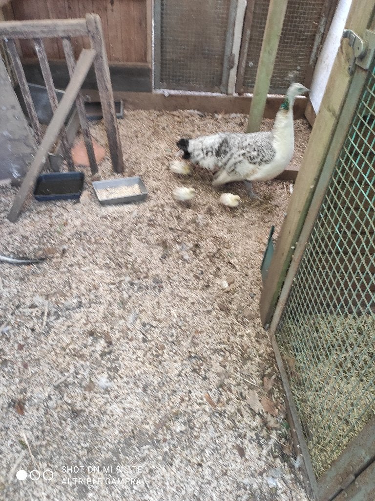 jonge zwartvleugel pauwen, Dieren en Toebehoren, Pluimvee