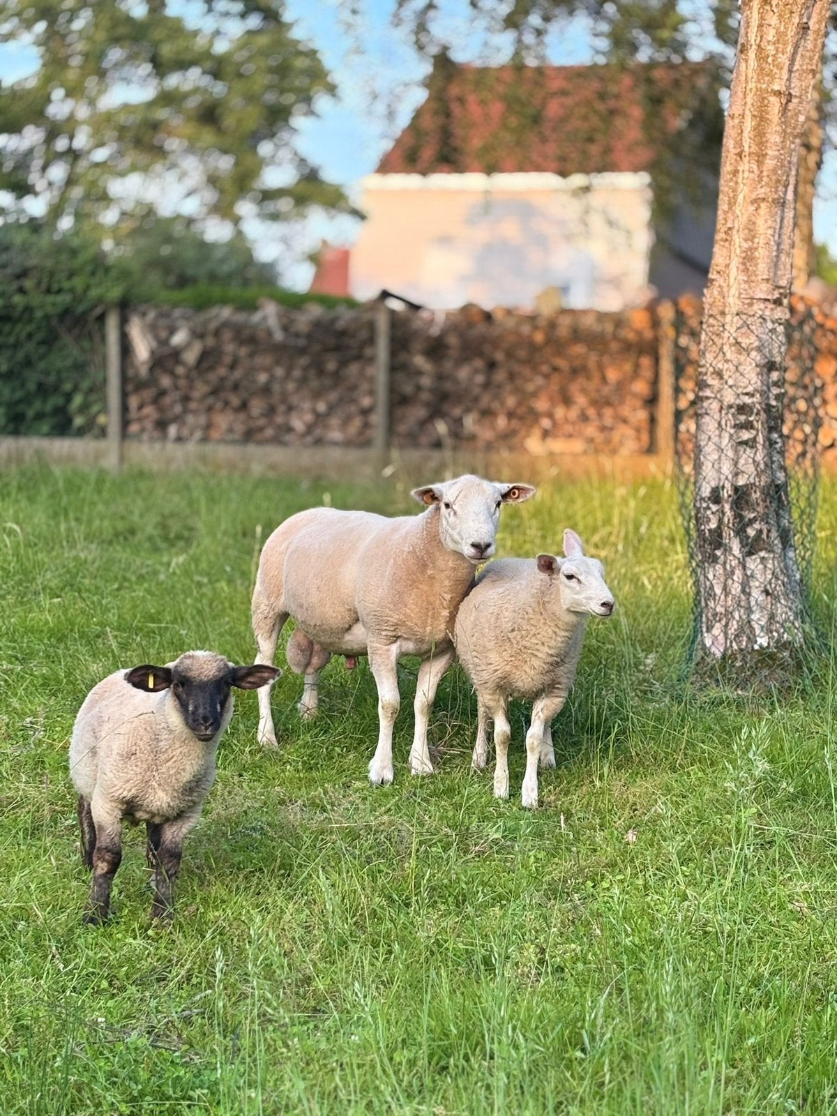 Swifter dekram te koop, Dieren en Toebehoren