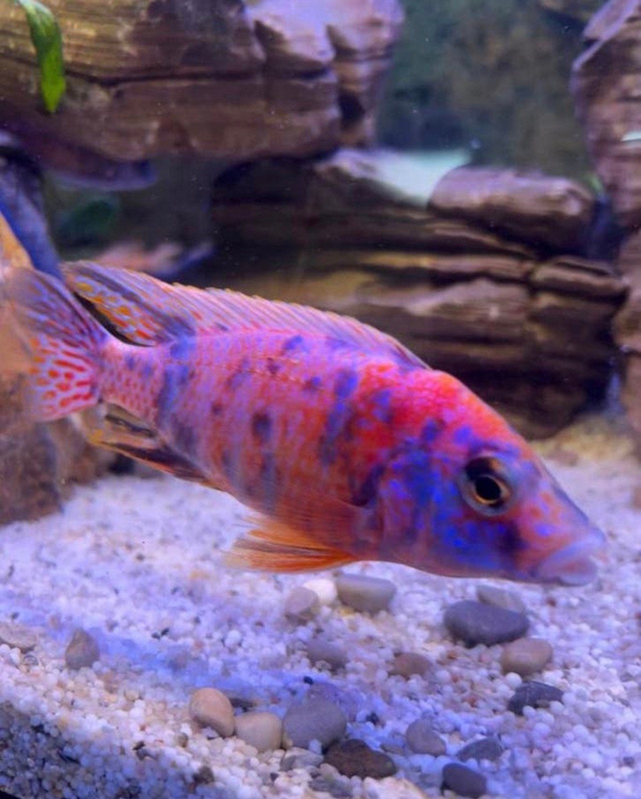 Aulonocara Multicolor OB Peacock Red Jongen