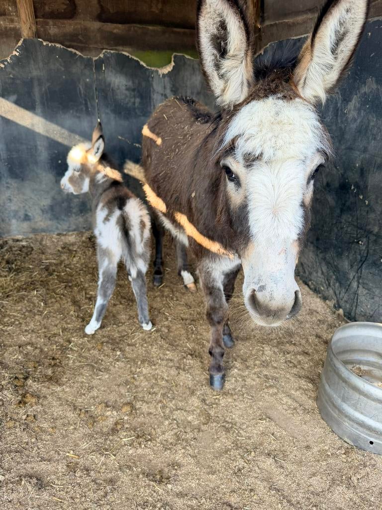 Merrie met veulen, Dieren en Toebehoren, Merrie
