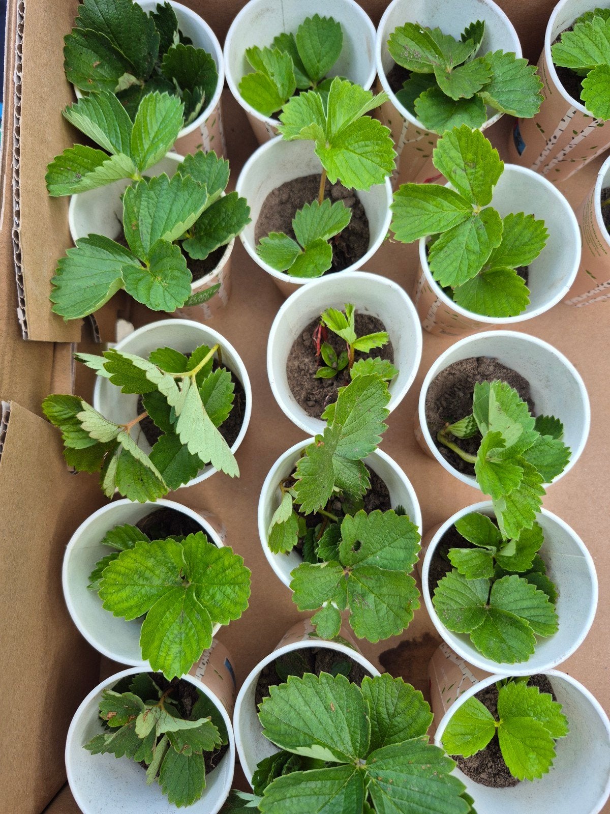 plants de fraises, Enlèvement