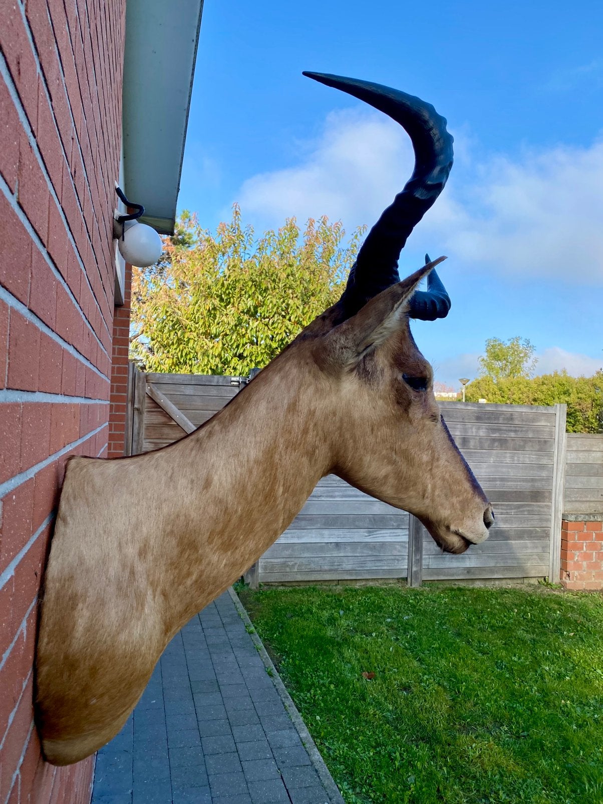 Rufkeel-Bubalah-taxidermie, Verzamelen, Ophalen