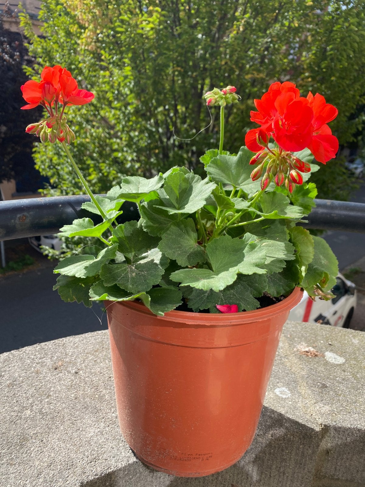 Geranium rouge, Enlèvement