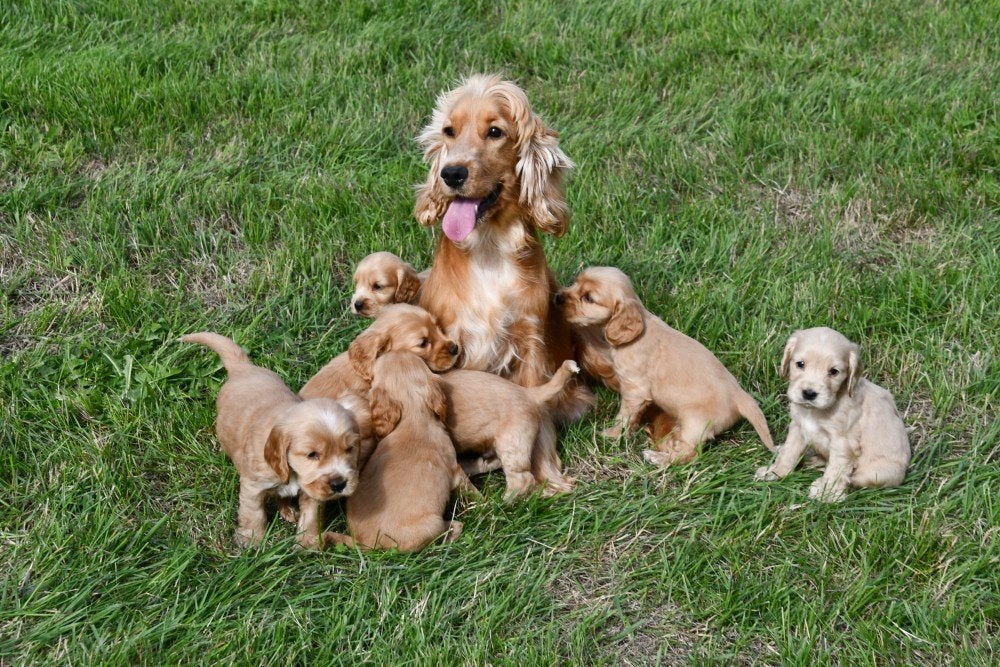 Engelse Cocker Spaniël pups te koop - Moeder aanwezig, België, CDV (hondenziekte), 8 tot 15 weken, Meerdere