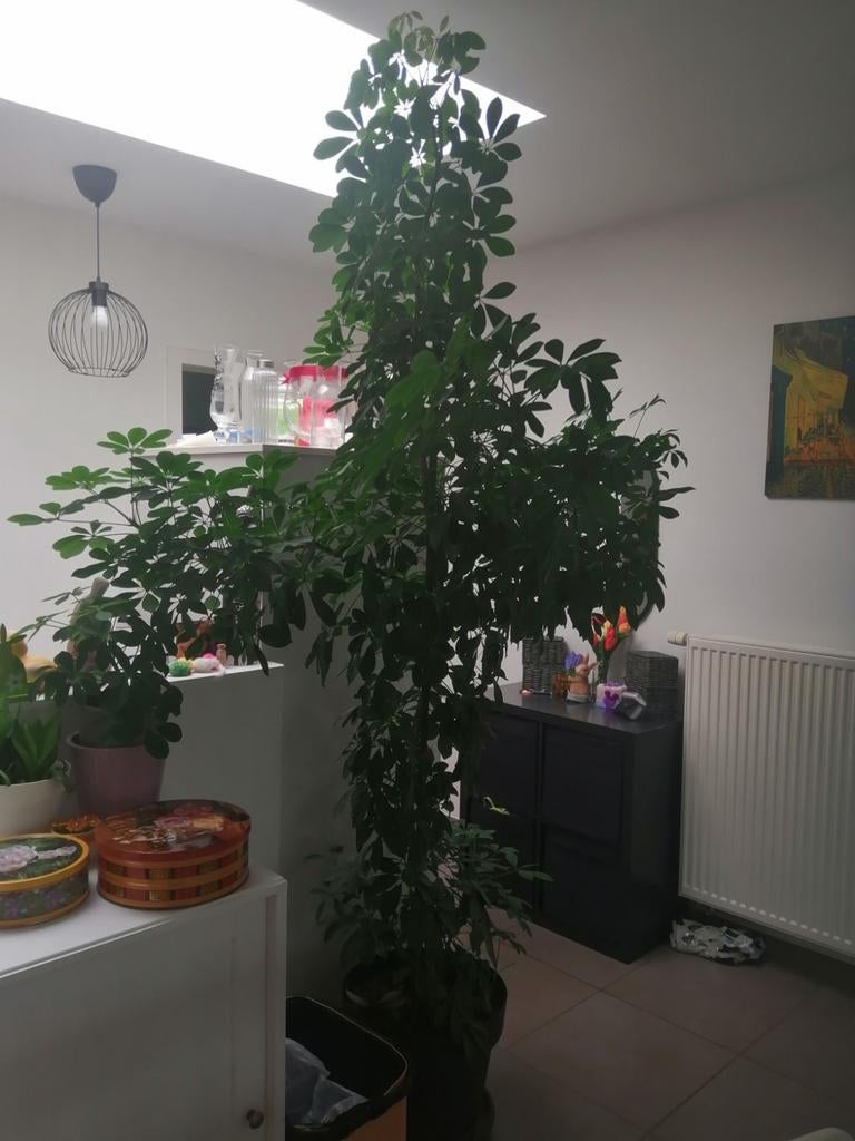 Schefflera over 240 cm, Ophalen