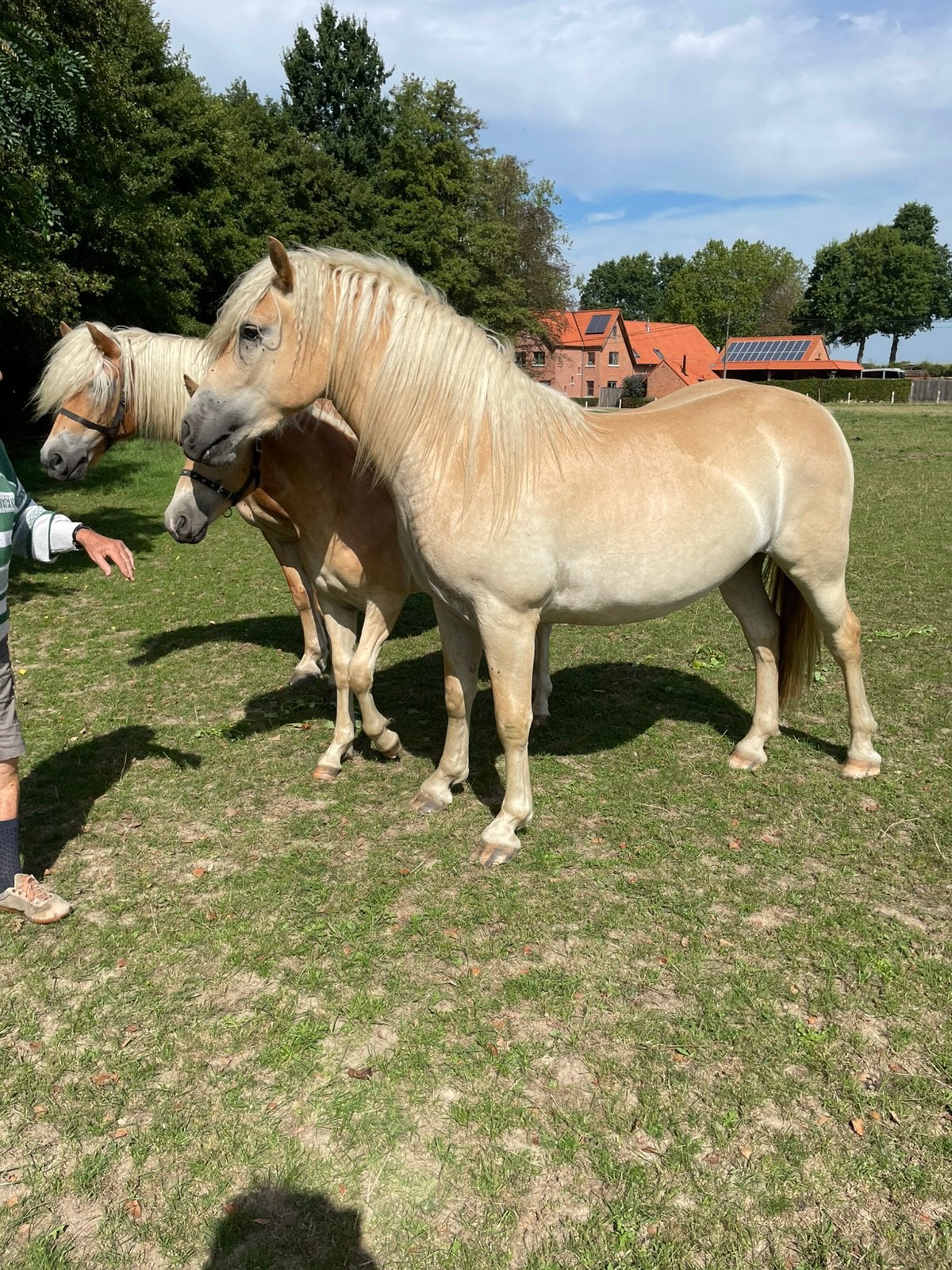 Haflinger ruin. 2 jaar. 145 cm. Liz Wales zoon, Ruin