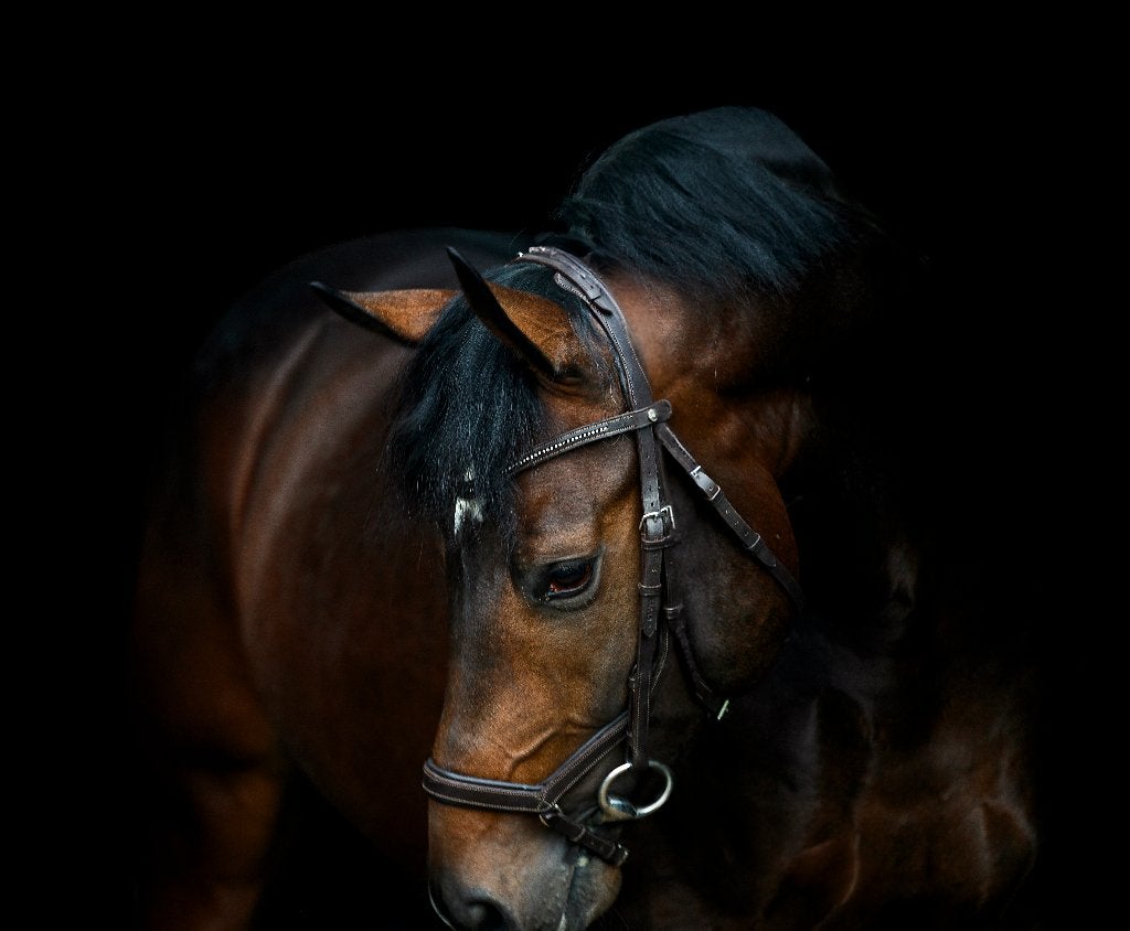 Prachtige 6-jarige springruin. Kafka VDH x Diabeau VDH, Hongre, Avec pedigree, 160 à 165 cm, Cheval de saut