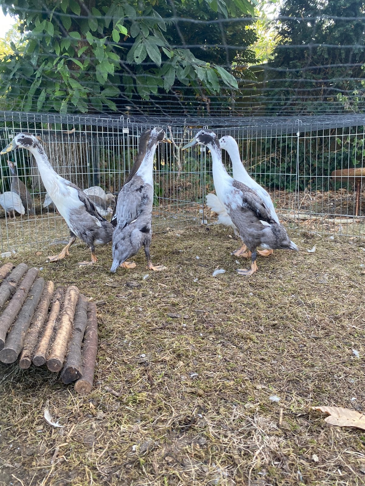 Mannelijke loopeenden, Dieren en Toebehoren, Pluimvee, Mannelijk, Eend