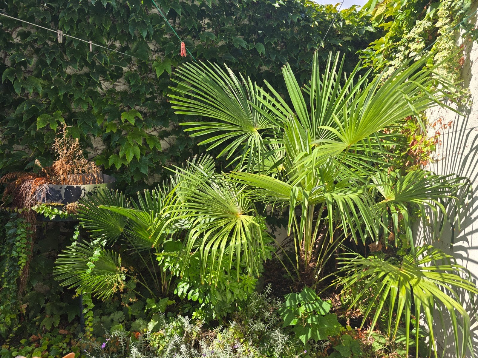 Trachycarpus fortunei, Tuin en Terras, Planten | Bomen, Ophalen