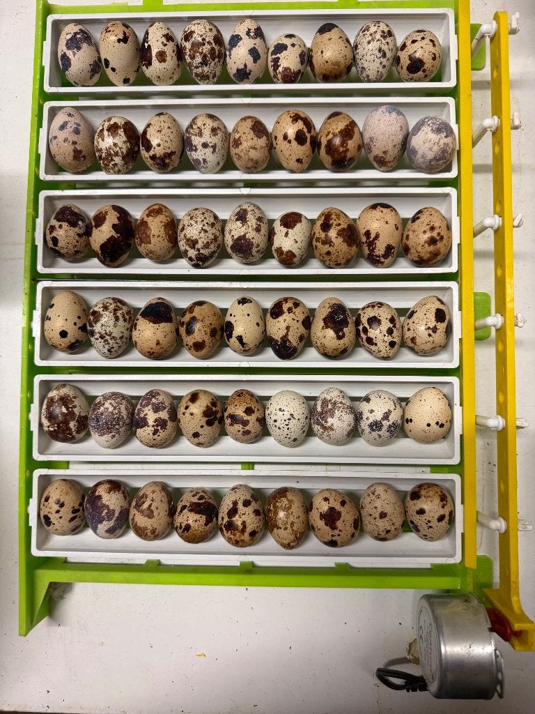 Kwarteleitjes