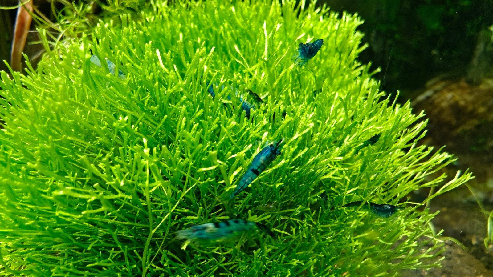 neocaridina garnaal blauw 1€ per stuk, Homard, Crabe ou Crevette, Poisson d'eau douce