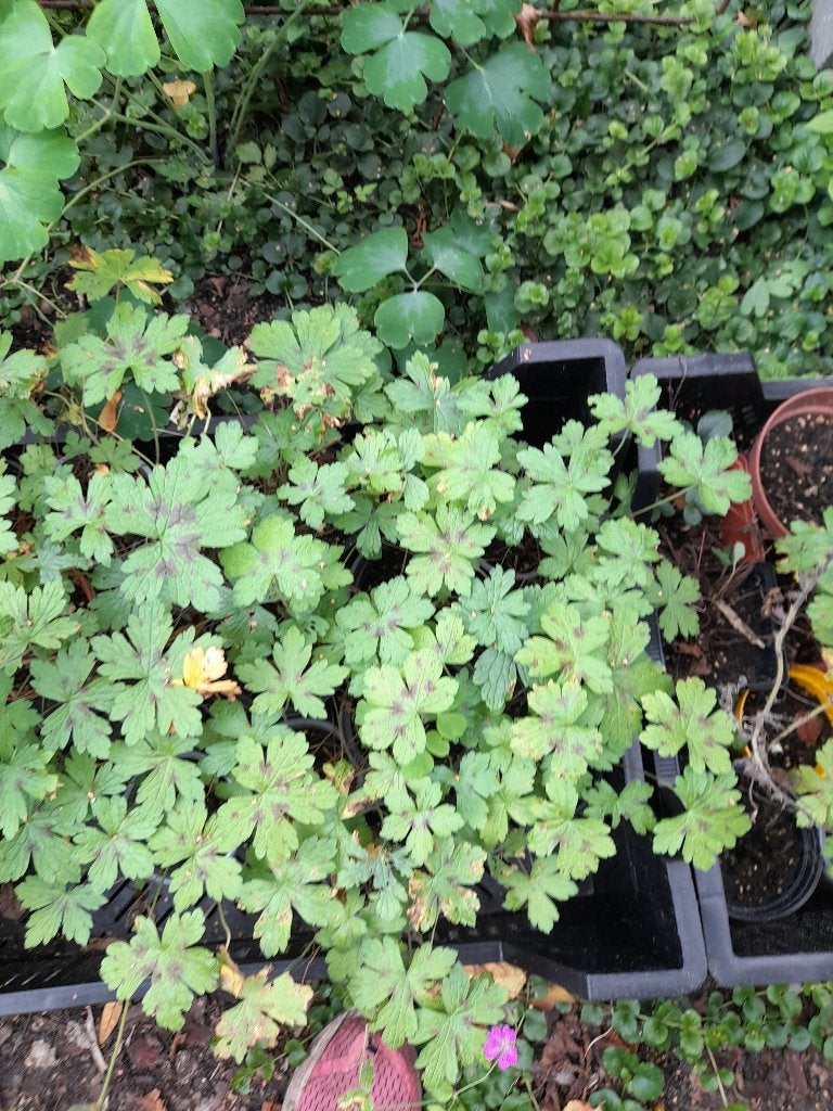 Vaste planten, Tuin en Terras, Ophalen, Bodembedekkers, Vaste plant, Halfschaduw
