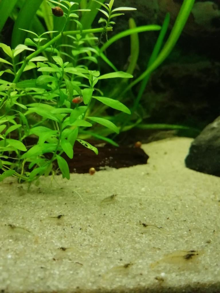 Jonge garnaaltjes, Dieren en Toebehoren
