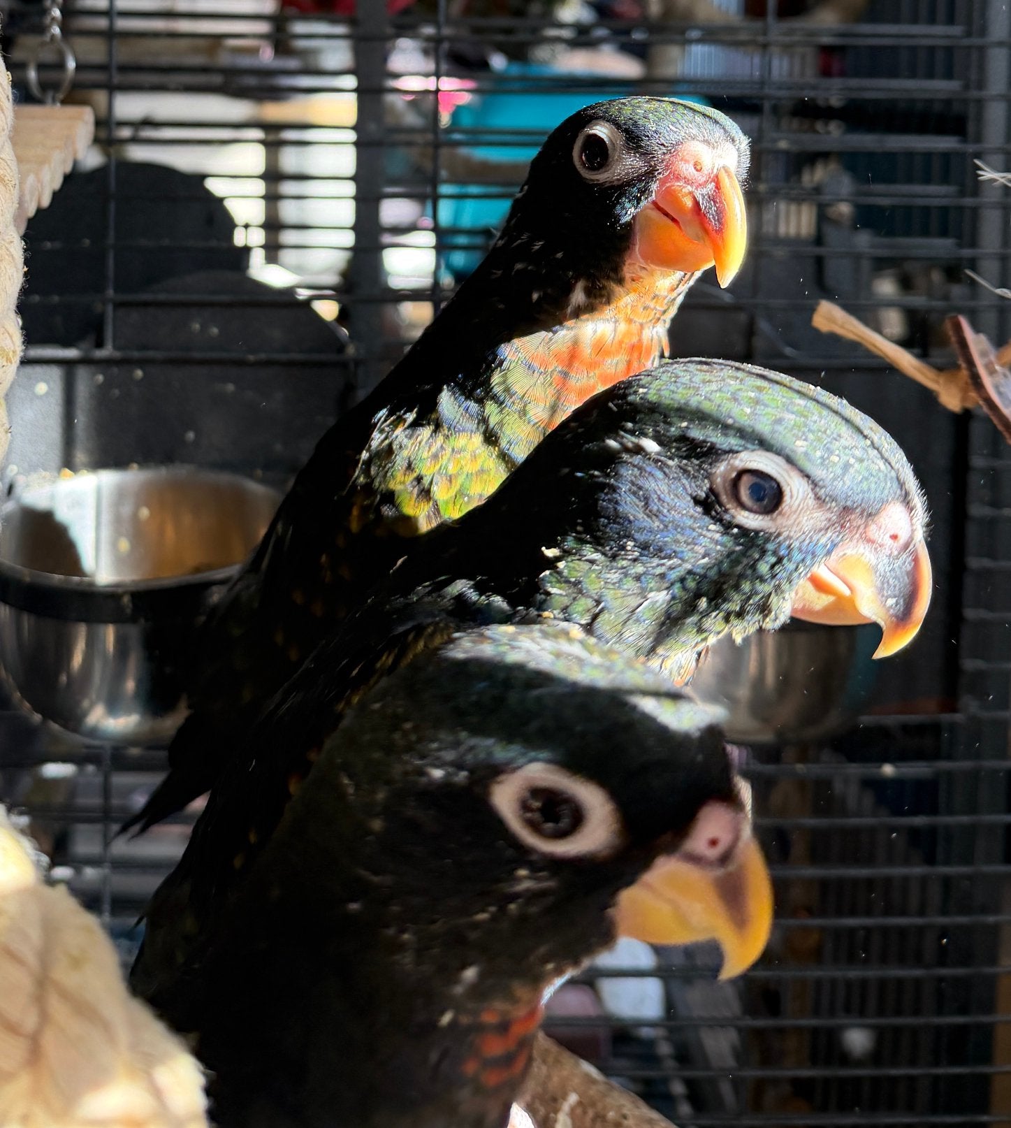 Handtamme Bronsvleugel pionus, Dieren en Toebehoren, Meerdere dieren, Papegaai, Tam