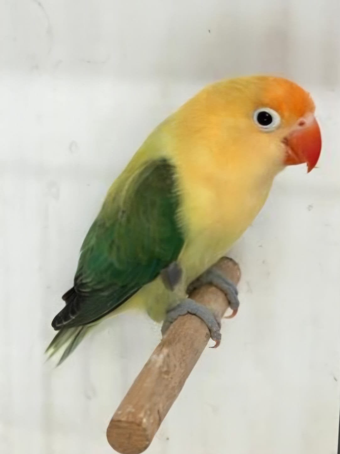 Fischerie bewezen koppel 2025 met Dna, Plusieurs animaux, Perroquet nain ou Inséparable, Bagué