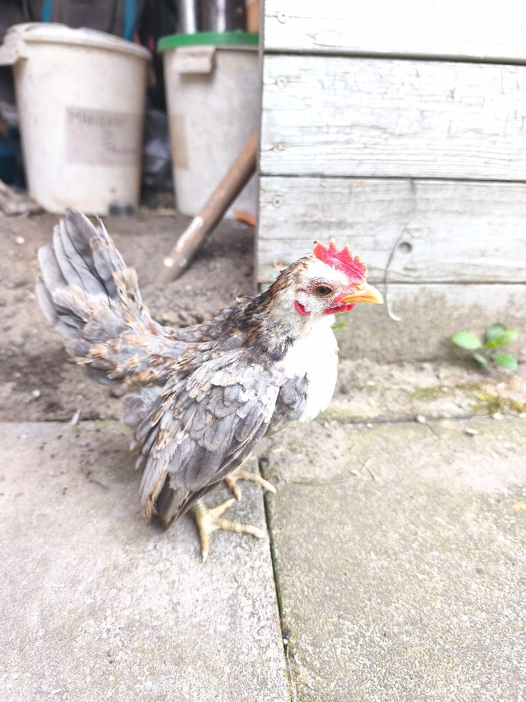 leuke serama haantjes, Dieren en Toebehoren, Pluimvee, Mannelijk, Kip