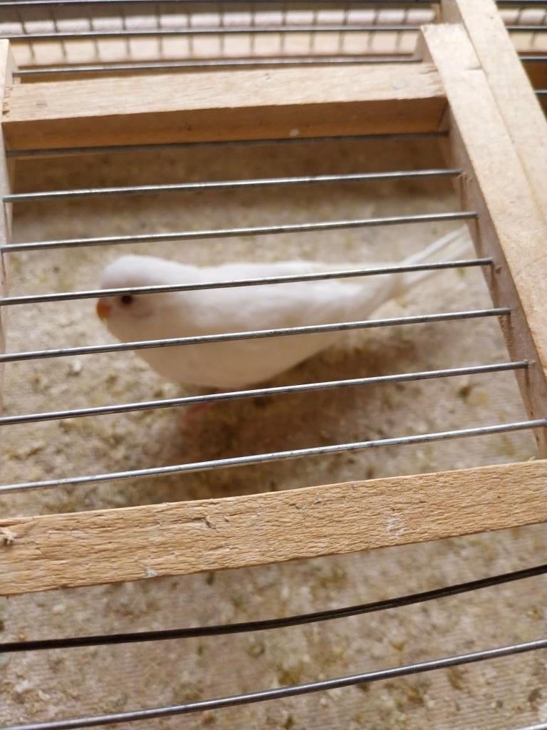 Albino grasparkiet 2026, Dieren en Toebehoren, Vogels | Parkieten en Papegaaien, Geslacht onbekend, Parkiet