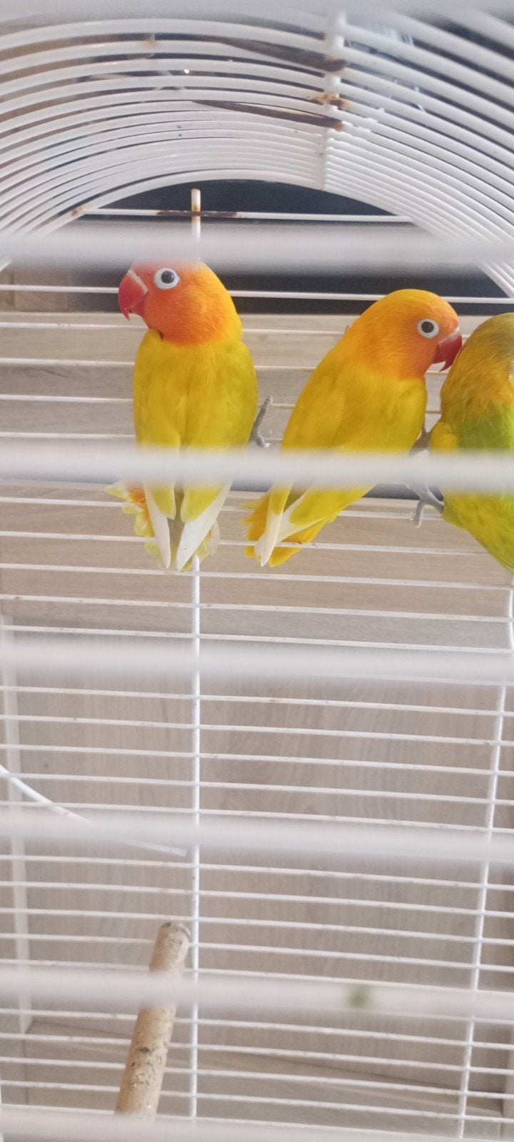 agapornis hybride / Dwergpapegaai, Animaux & Accessoires, Oiseaux | Perruches & Perroquets, Sexe inconnu, Perroquet nain ou Inséparable