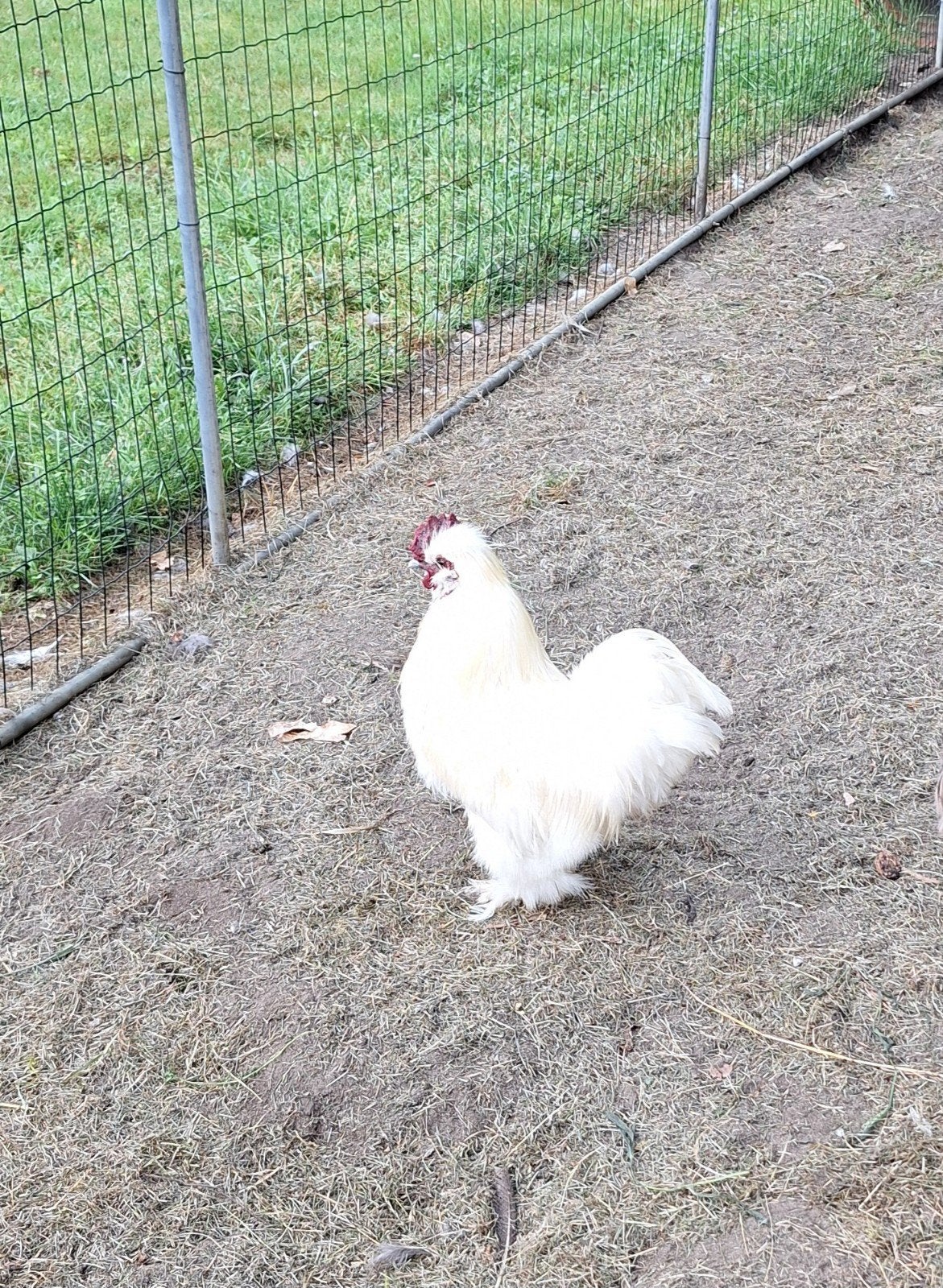 Wit zijdeveer haantje, Dieren en Toebehoren, Pluimvee