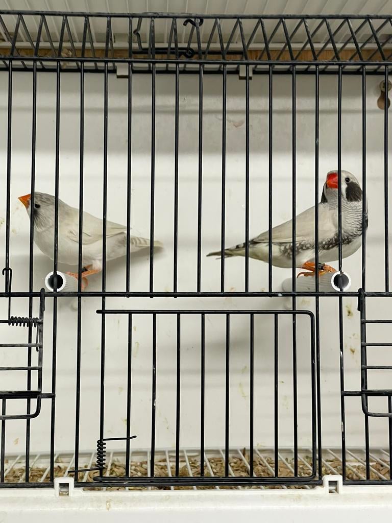 Kweekkoppel zwartwang masker zebravinken, Dieren en Toebehoren, Meerdere dieren, Tropenvogel