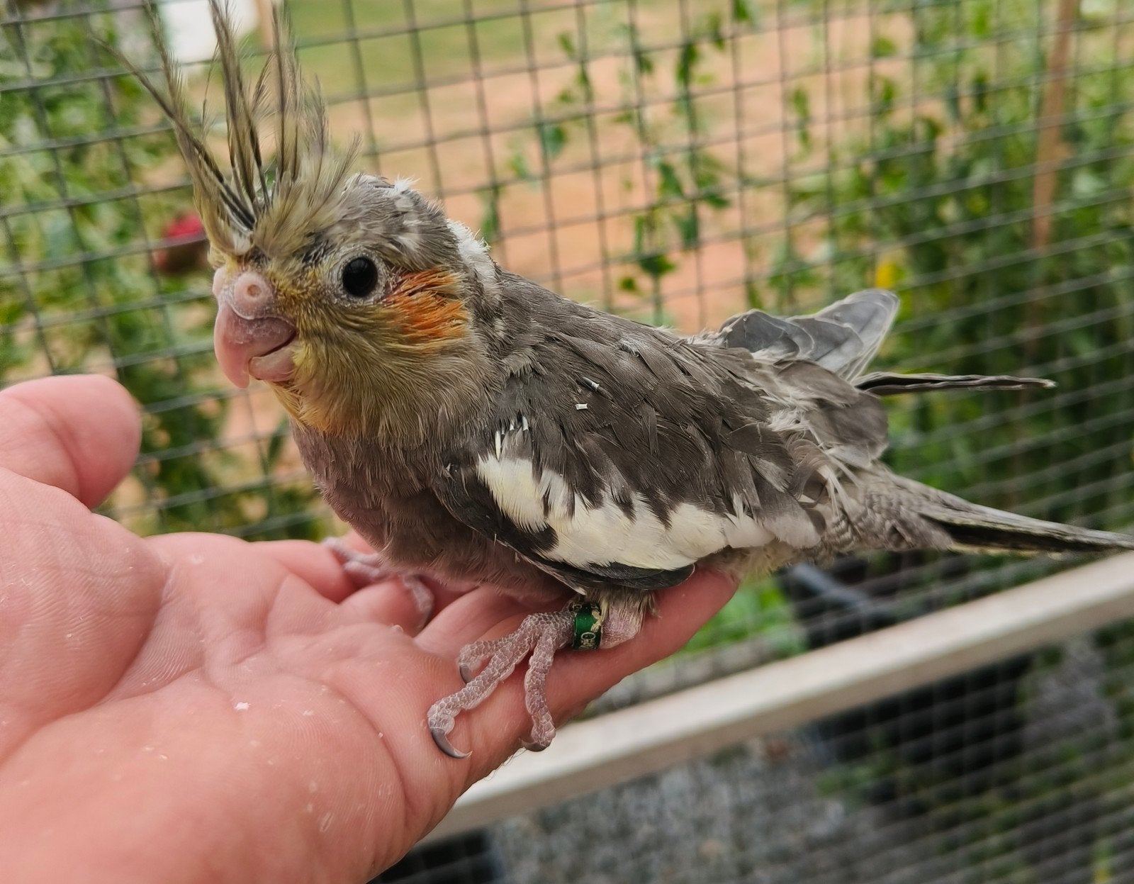 handtamme valkparkiet, Dieren en Toebehoren, Geringd