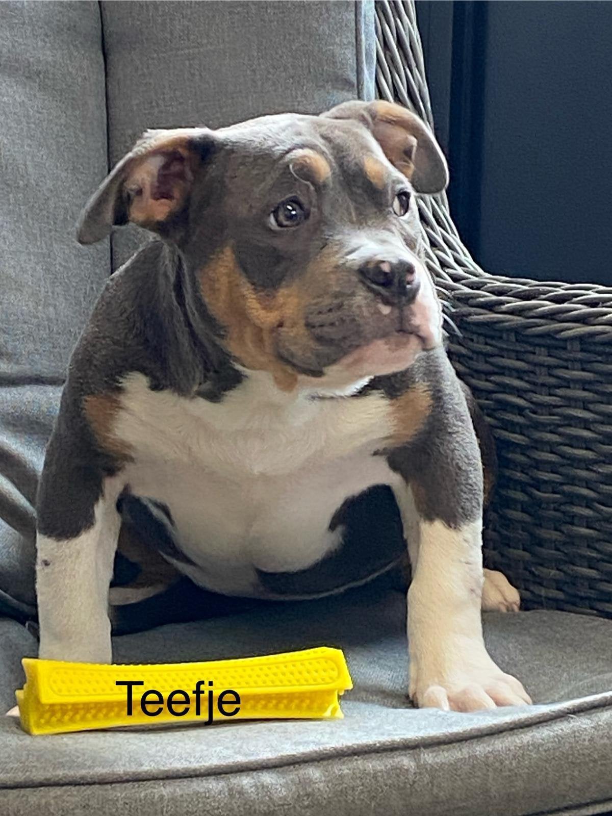 American bully teefje, Dieren en Toebehoren, België, 15 weken tot 1 jaar, Overige rassen, Teef
