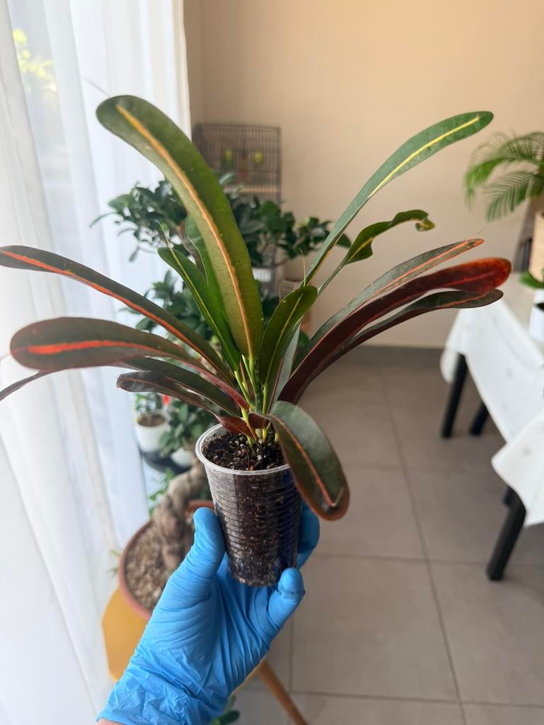 Croton “Red Banana”, Ophalen of Verzenden