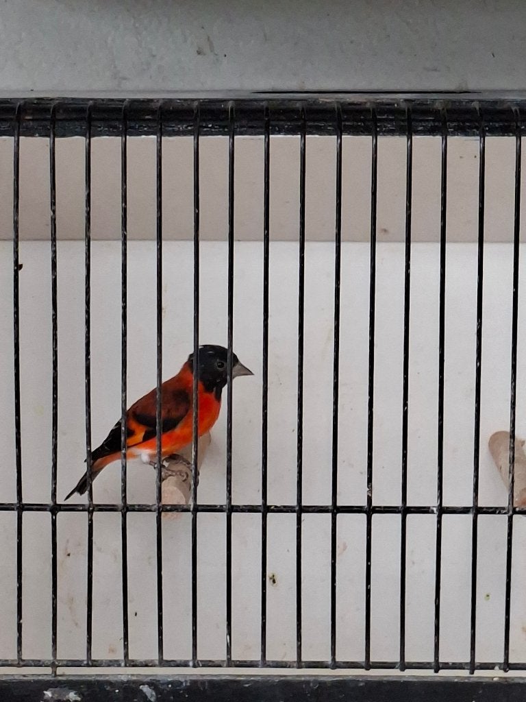 Tarin rouge., Animaux & Accessoires, Mâle, Canari chanteur