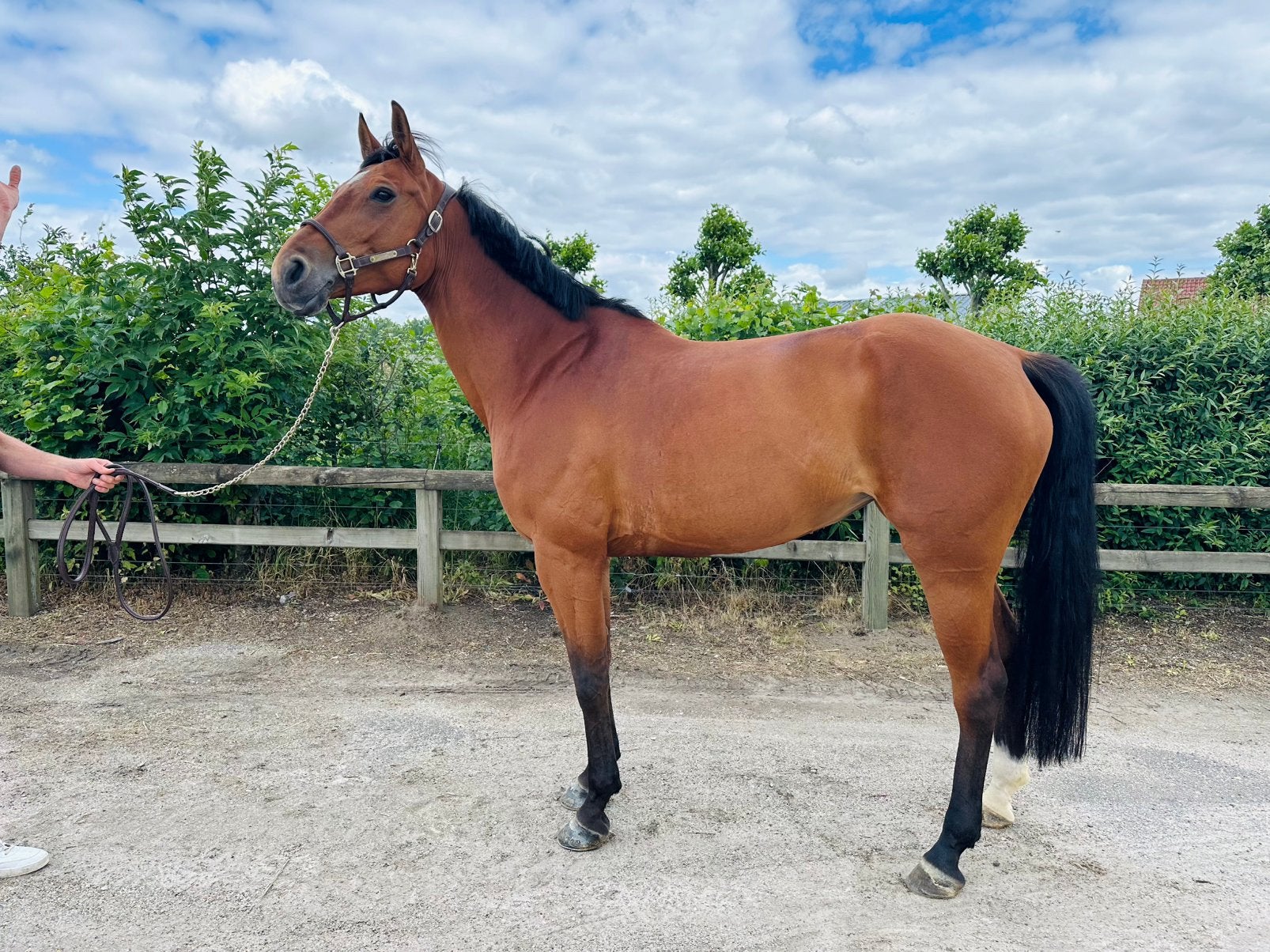 9 jarige merrie Sandro Boy, Dieren en Toebehoren, Paarden, Merrie, ZZ, 165 tot 170 cm, 7 tot 10 jaar, Springpaard, Met stamboom