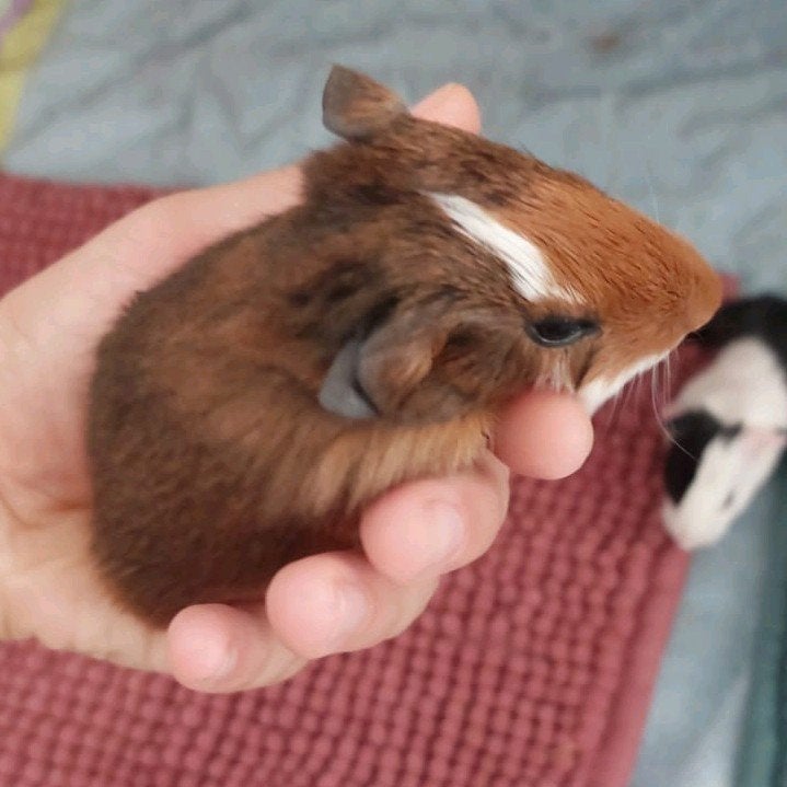 cavia's beertjes en zeugjes, Août, Domestique, Plusieurs animaux, Cobaye