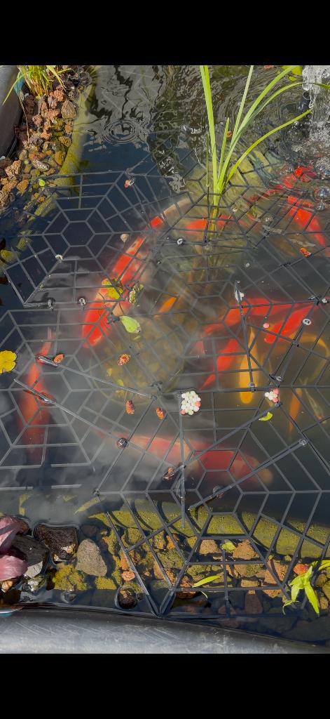 Koi te koop, Karper of Koi