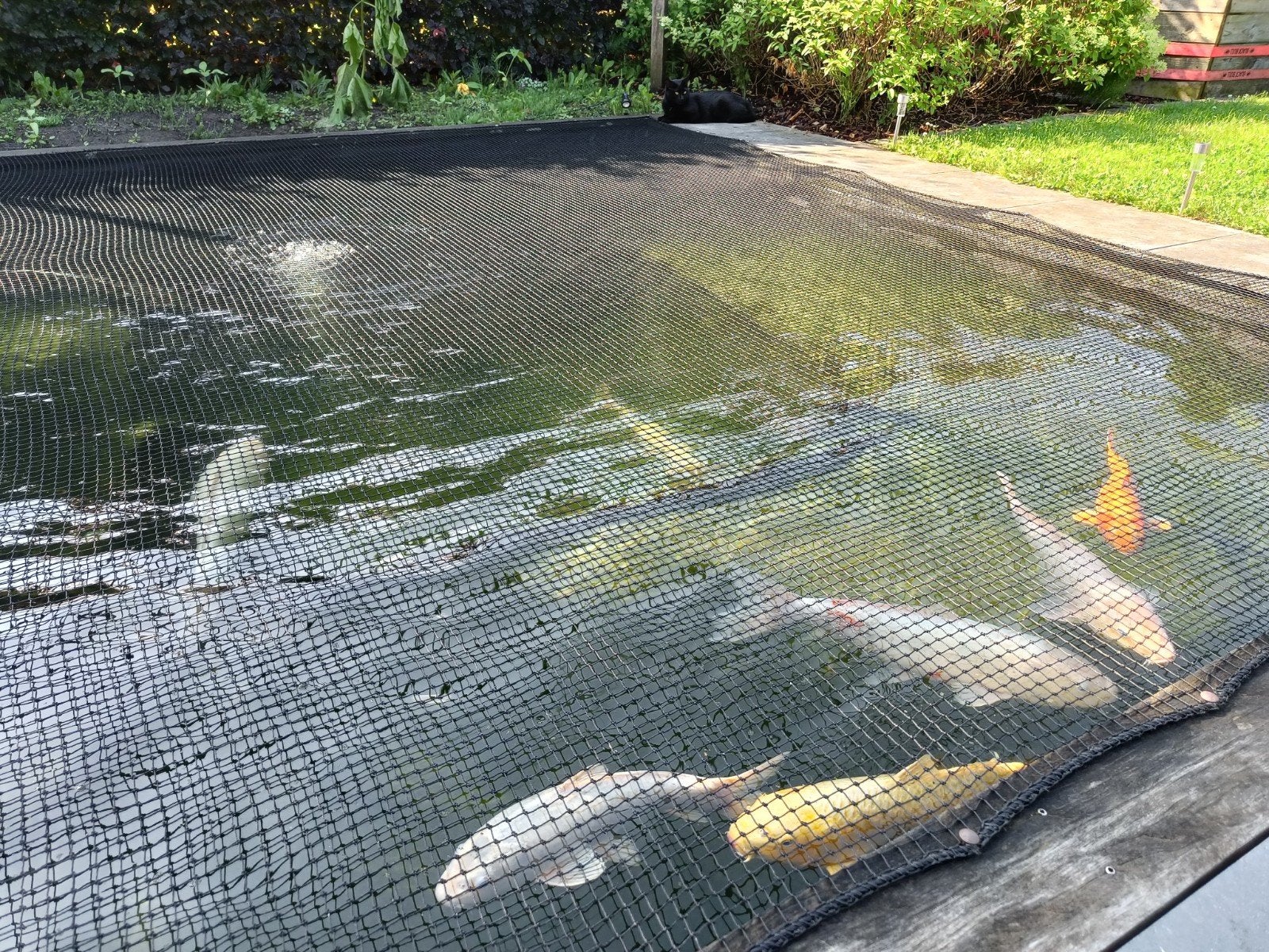 Koi vissen te koop, bieden., Dieren en Toebehoren, Vissen | Vijvervissen