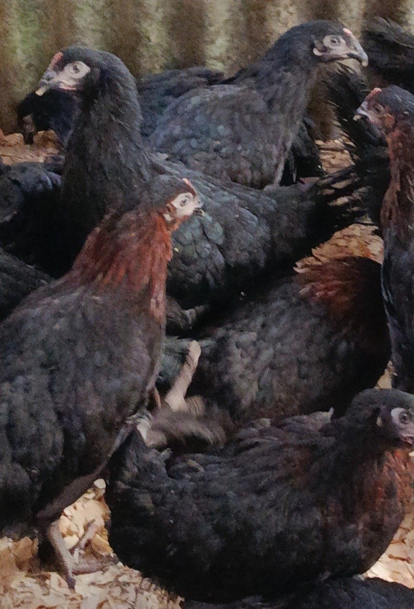 Marans koperhals en zwart 2026, Dieren en Toebehoren