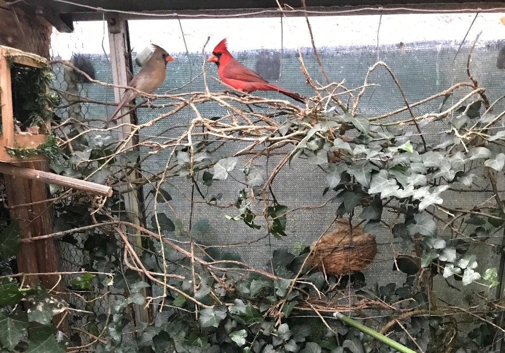 rode kardinaal kardinalen, Dieren en Toebehoren, Meerdere dieren, Tropenvogel, Geringd
