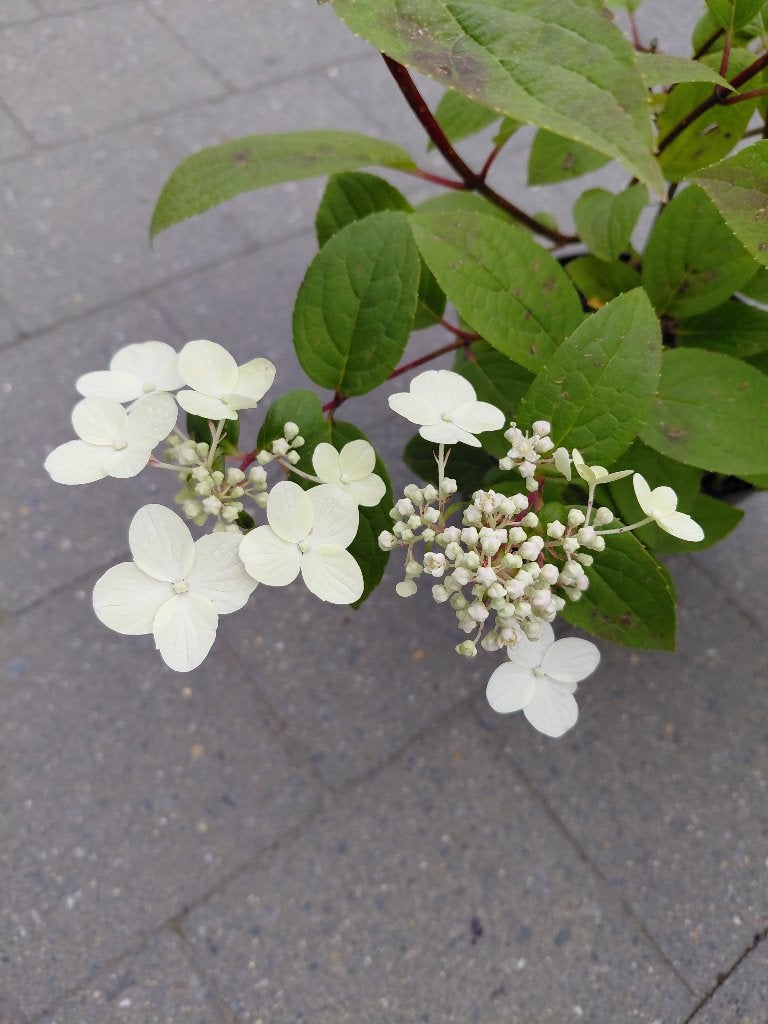 Hydrangea Wim's Red, Tuin en Terras, Ophalen, Halfschaduw