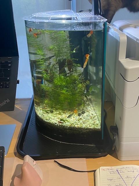 Donne aquarium de 30l, Dieren en Toebehoren, Ophalen, Gebruikt, Inclusief toebehoren, Leeg aquarium