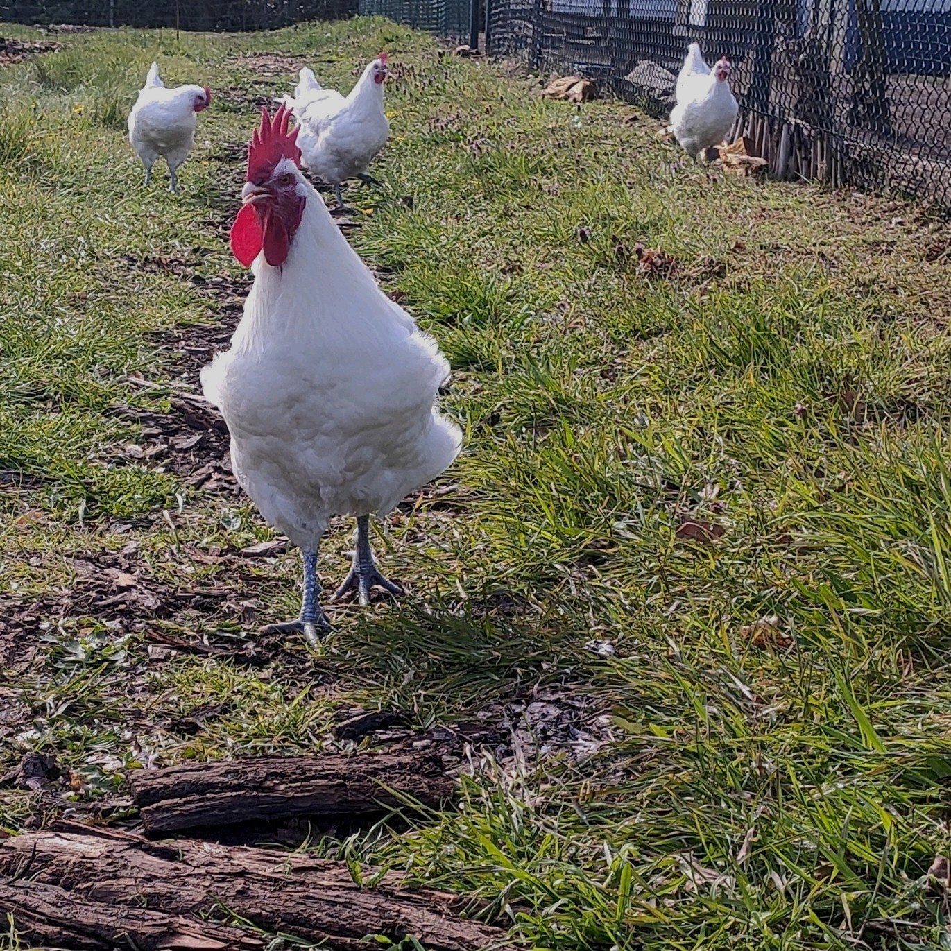 Exposition d'élevage de Poules de Bresse