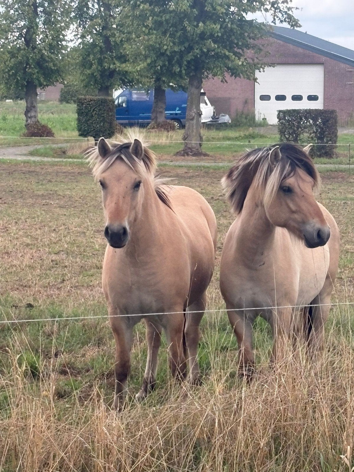 2 mooie fjorden., Dieren en Toebehoren, Paarden, Hengst