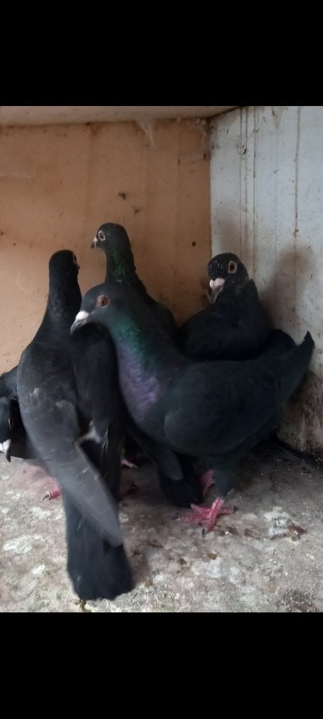 Zwarte postduiven, Dieren en Toebehoren, Meerdere dieren, Postduif