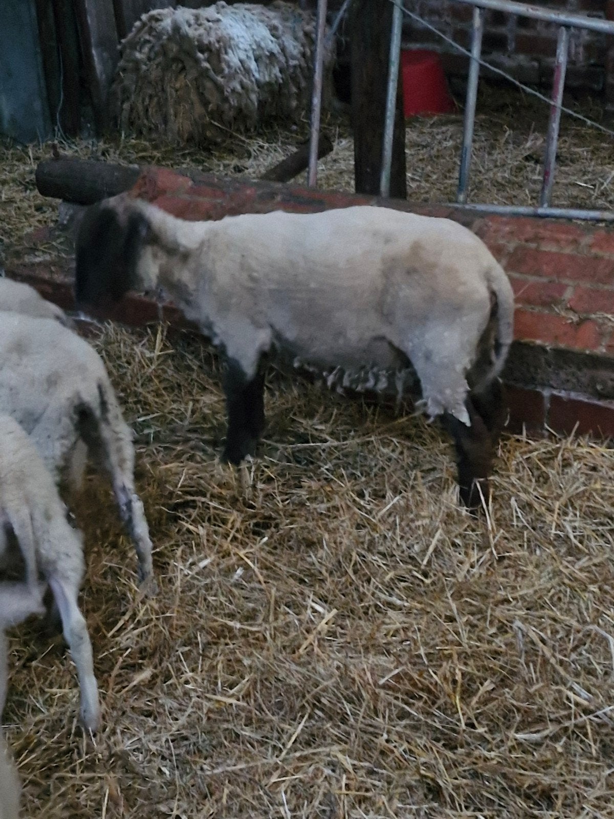 Suffulk ooi, Dieren en Toebehoren, Schapen, Geiten en Varkens