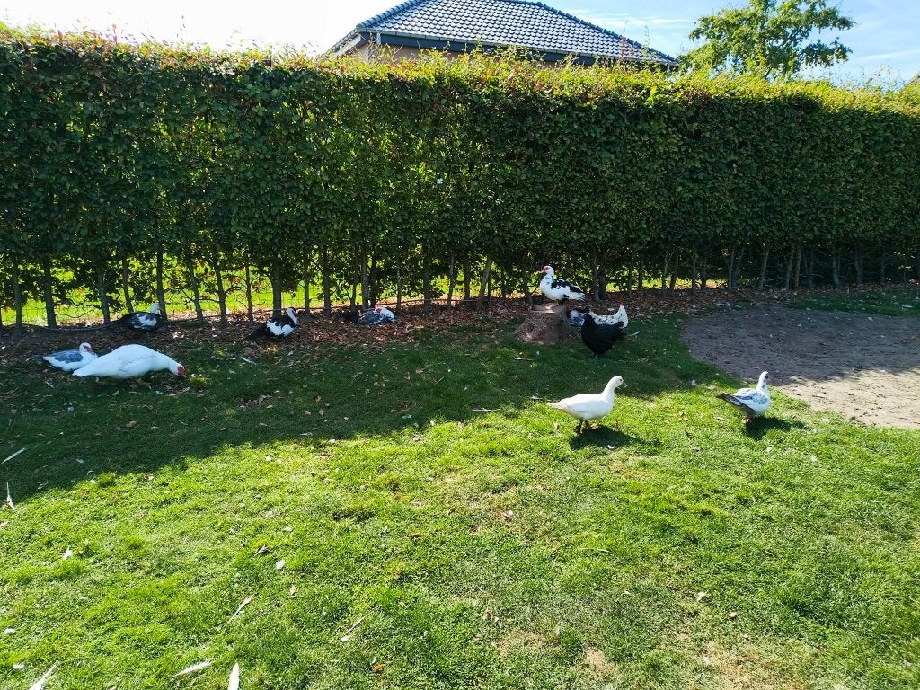 Barbarie eenden te koop, Dieren en Toebehoren, Meerdere dieren, Eend