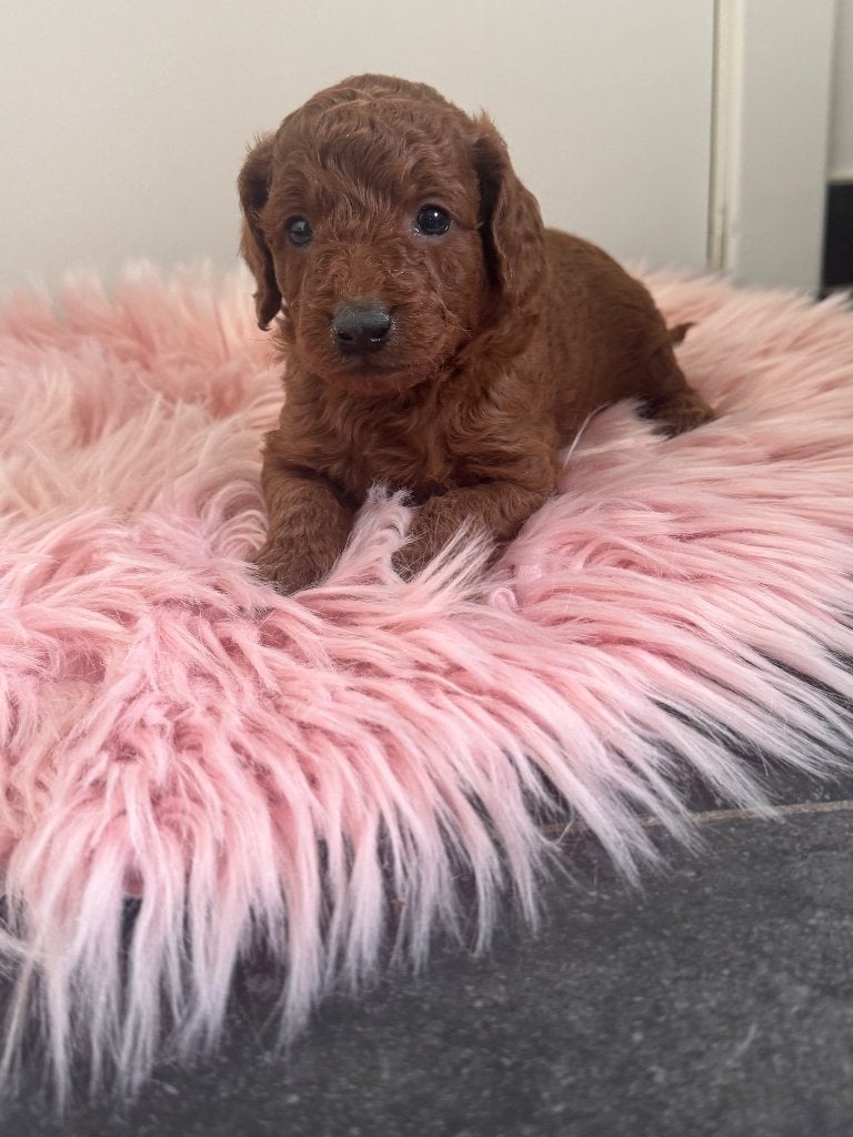 DwergPoedel pups reutjes  huiselijk opgevoed, Animaux & Accessoires, Chiens | Chihuahuas & Chiens de compagnie, Caniche, Hépatite contagieuse (maladie de Rubarth)
